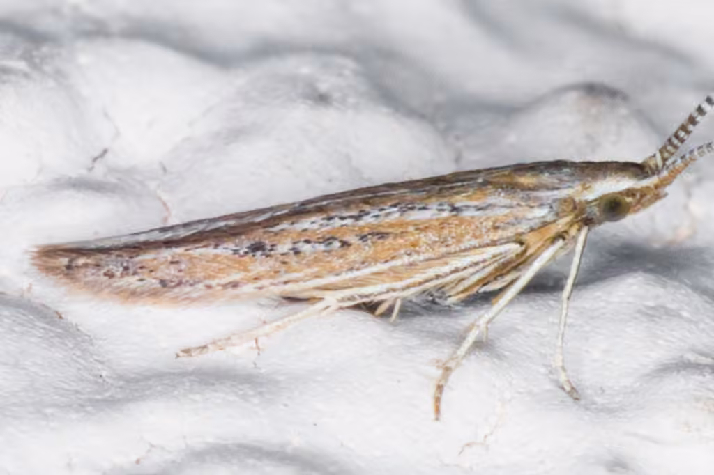 Coleophora quadruplex, Adulte