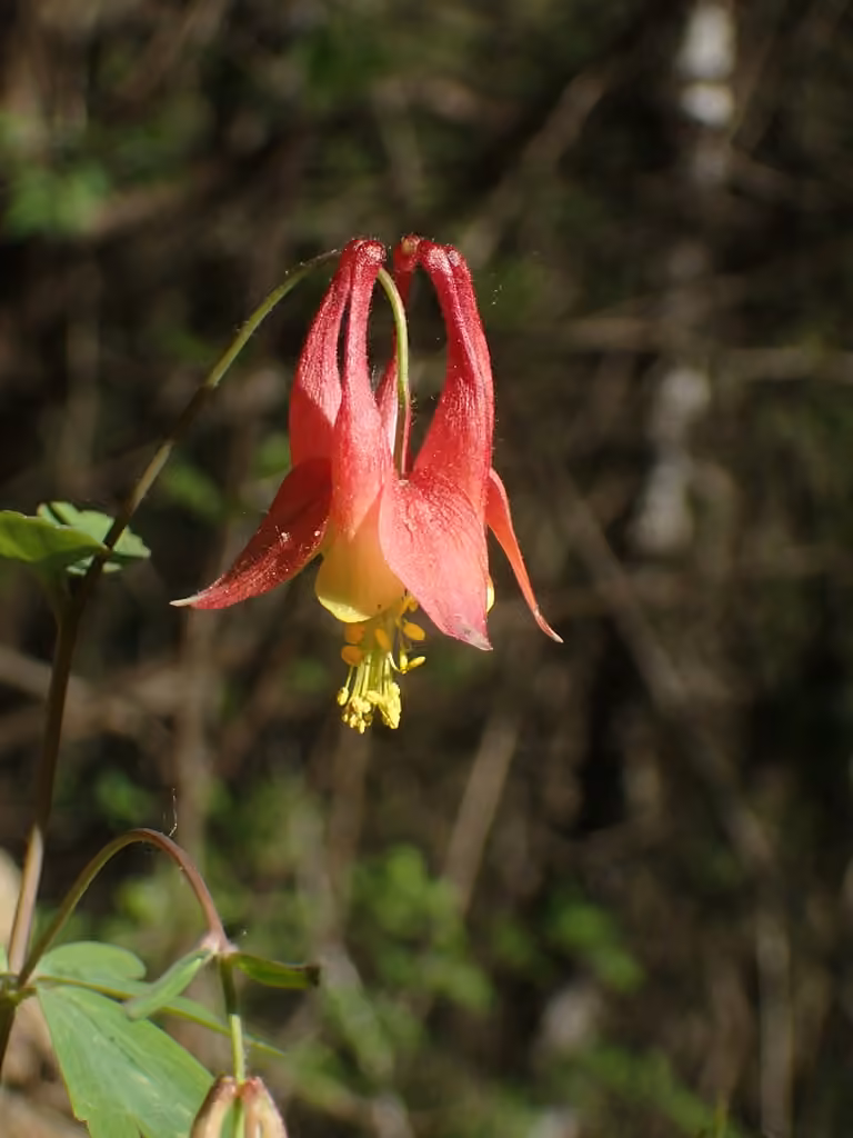 Ancolie du Canada, photo 1 sur 5