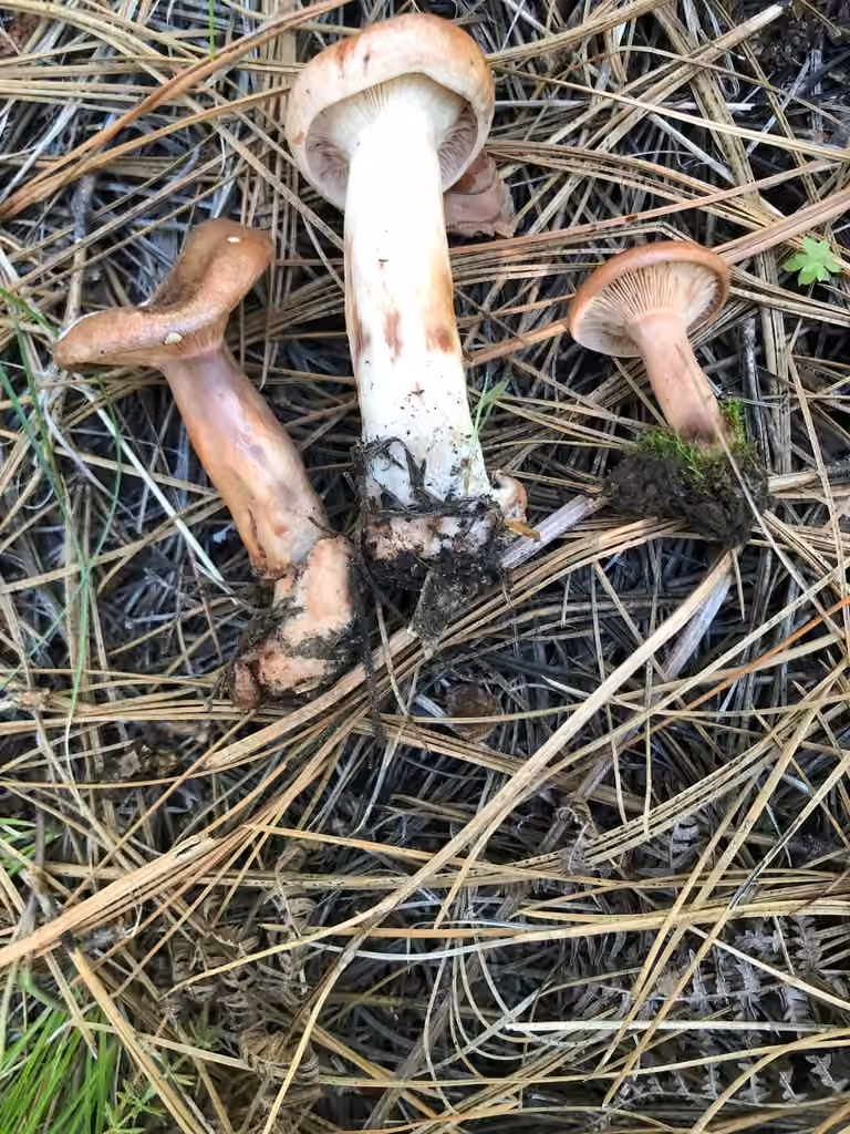Yellow-latex Milkcap, photo 2 of 5