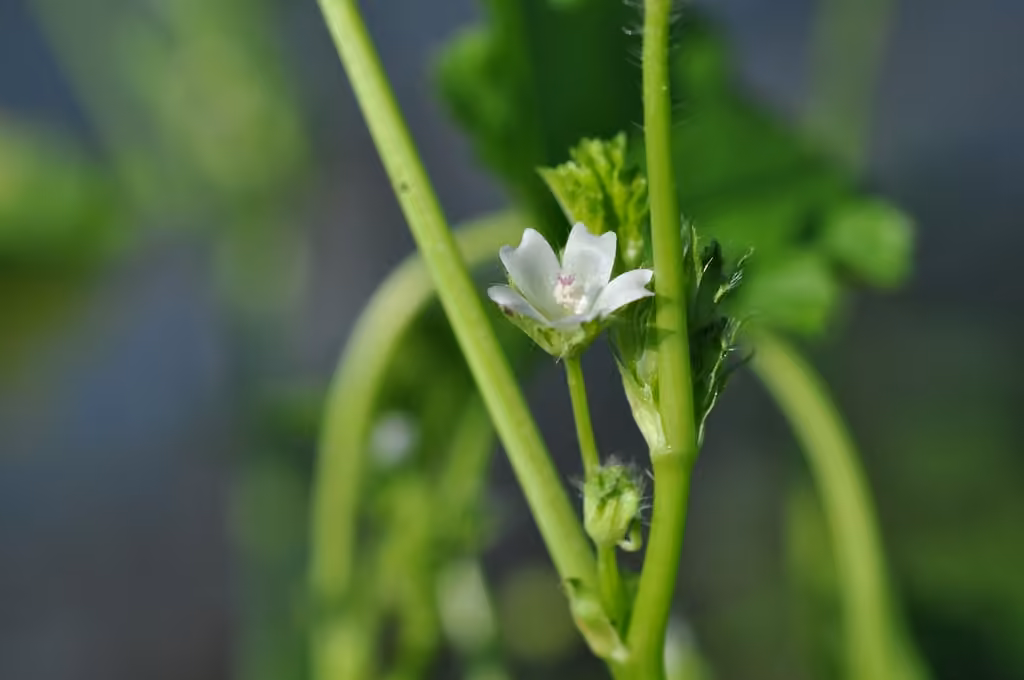 Low mallow