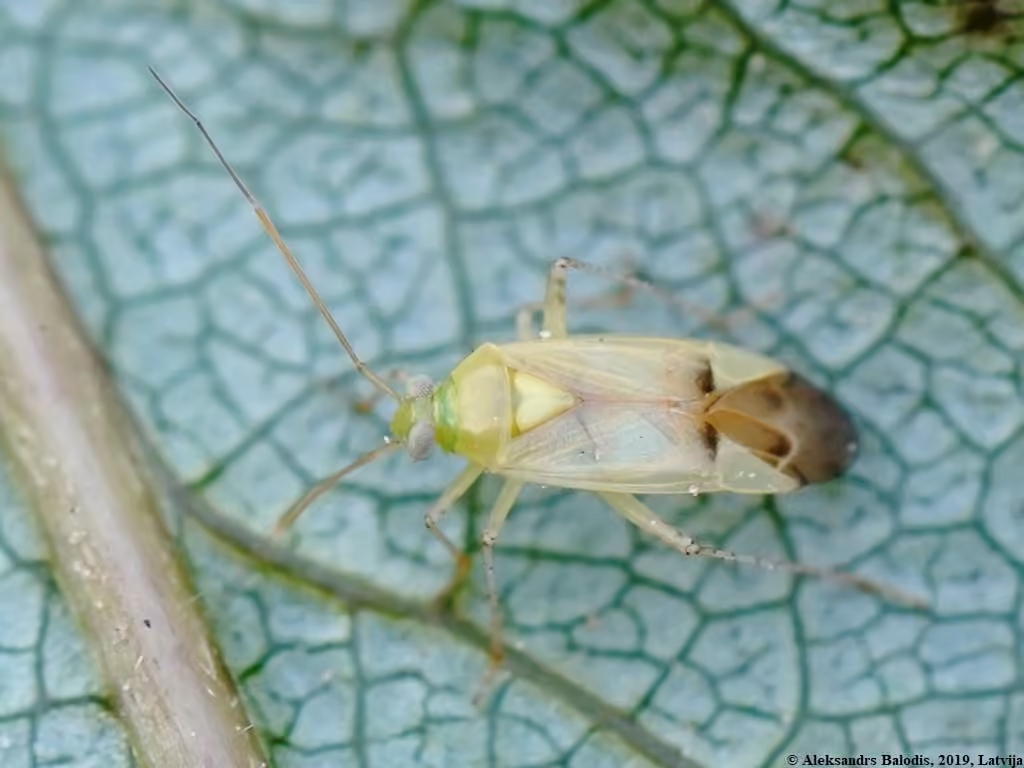 Neolygus contaminatus, photo 1 of 2