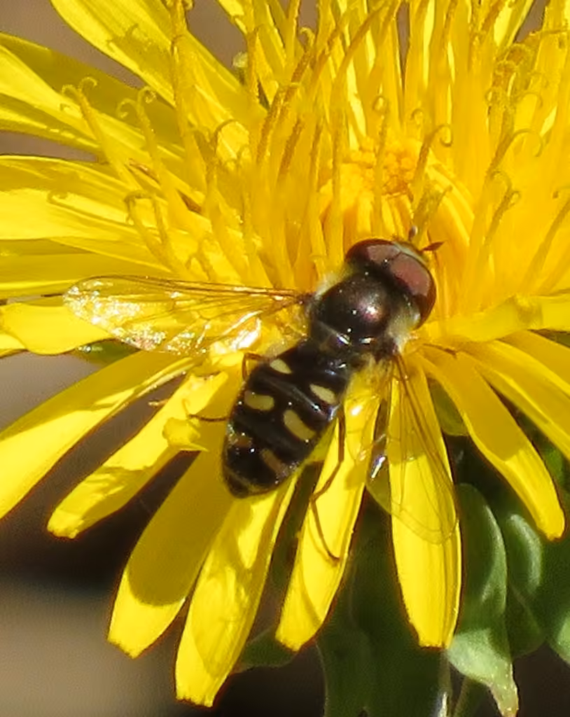 Bare-winged Aphideater, Male