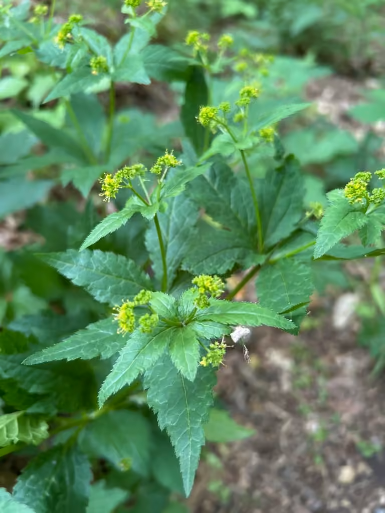 Sanicle odorante, photo 1 sur 5