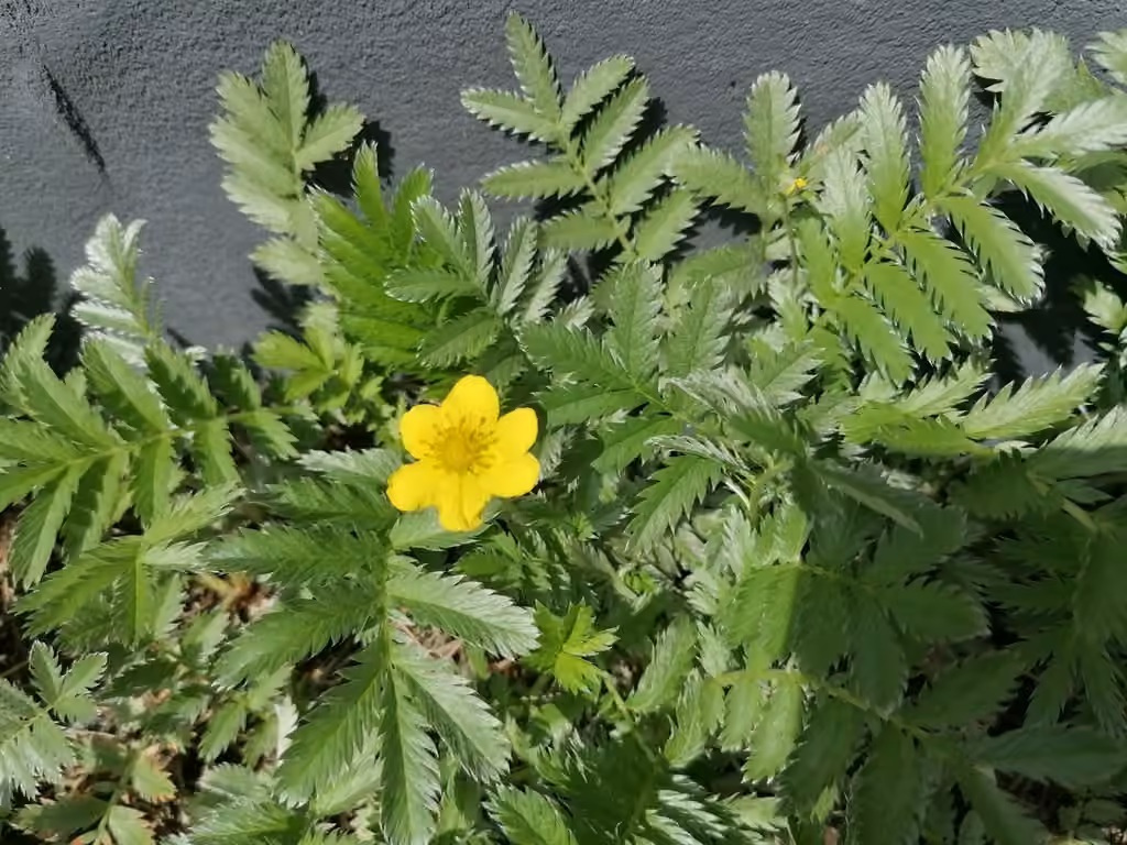 Silverweed cinquefoil, Flower buds