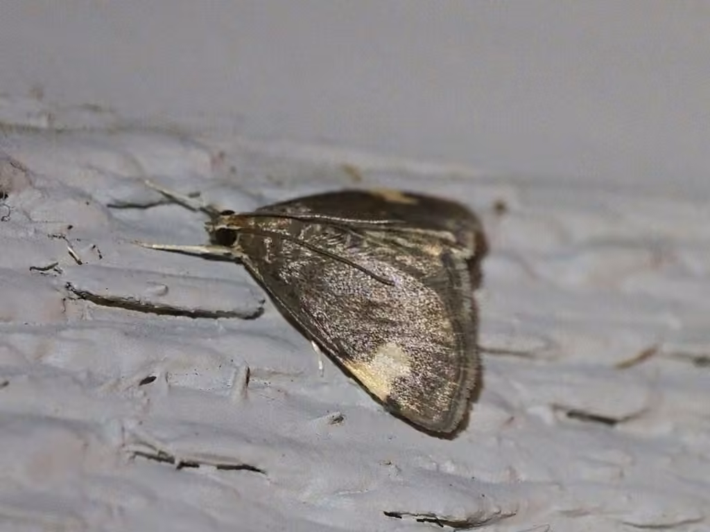 Large-spotted Evergestis Moth, Adult