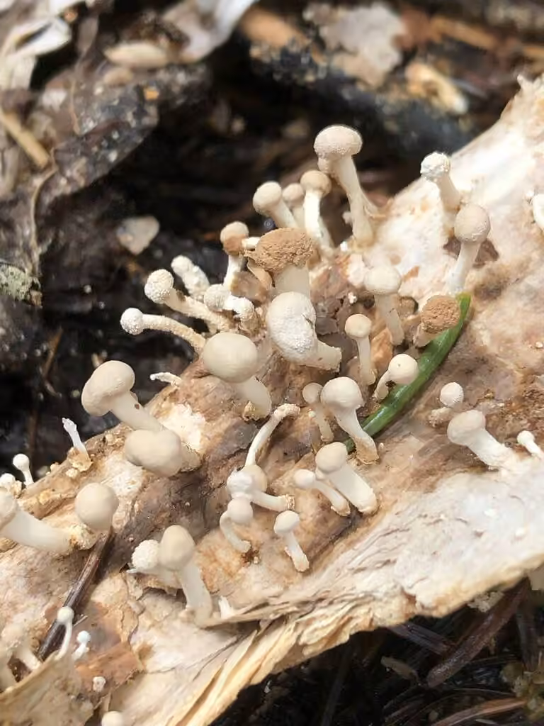 Champignon des cornes, photo 3 sur 4