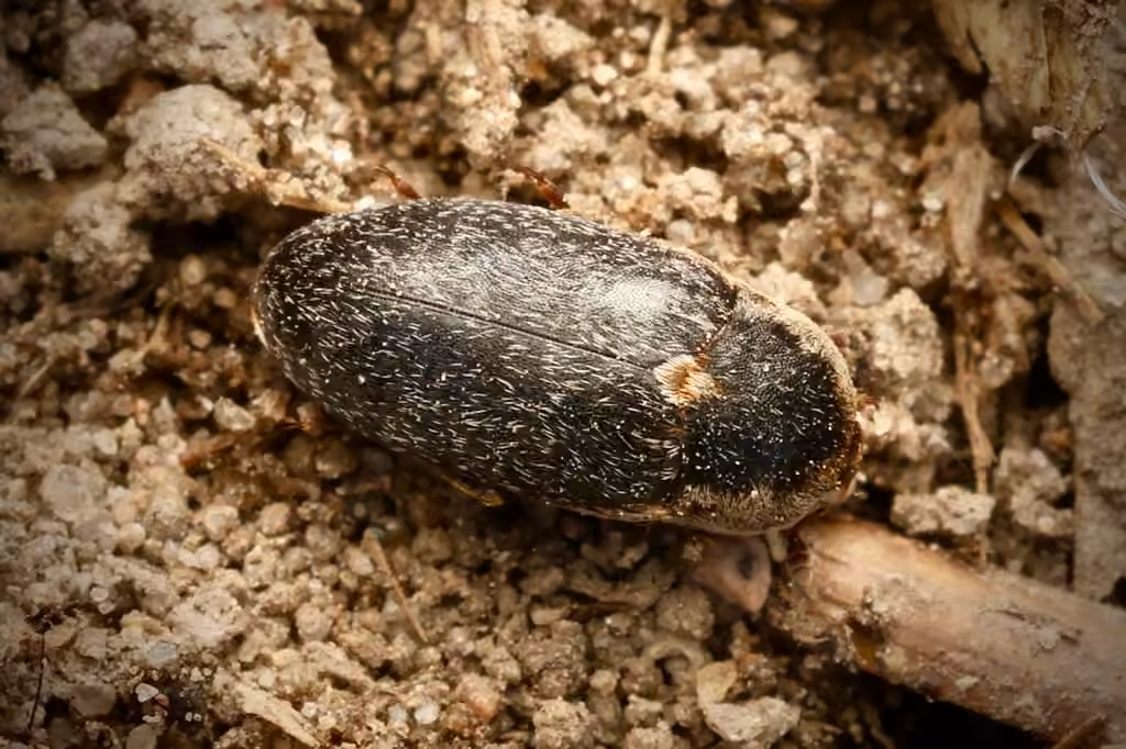 Fringed Larder Beetle, Male