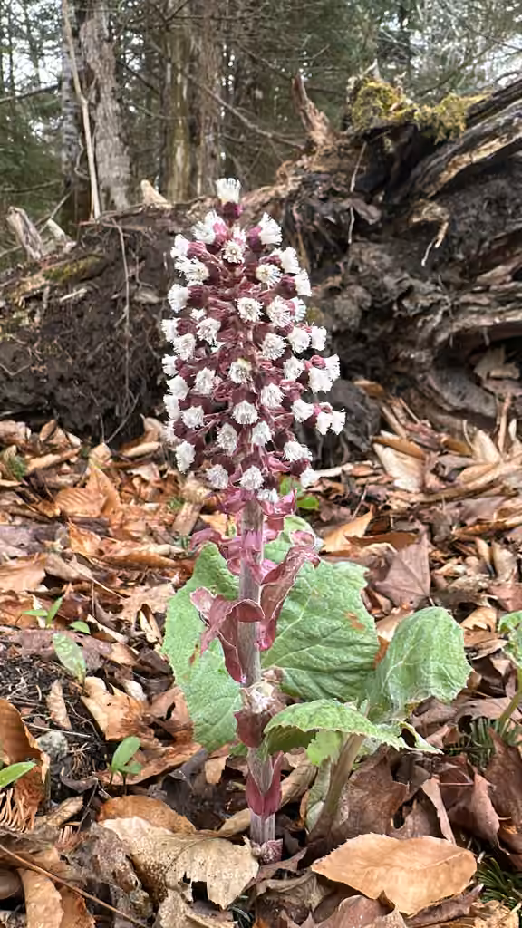 Grand pétasite, En fleurs