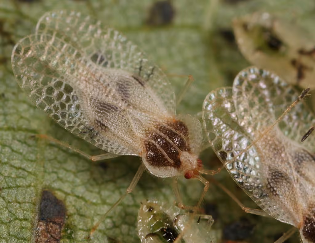 Punaise reticulée du tilleul