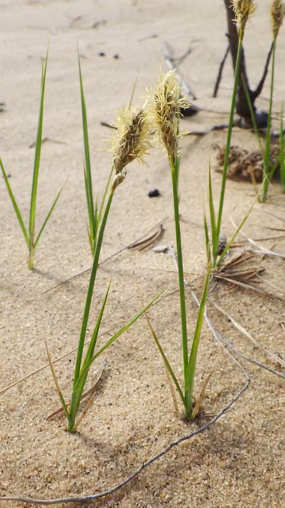 Carex sec, En fleurs