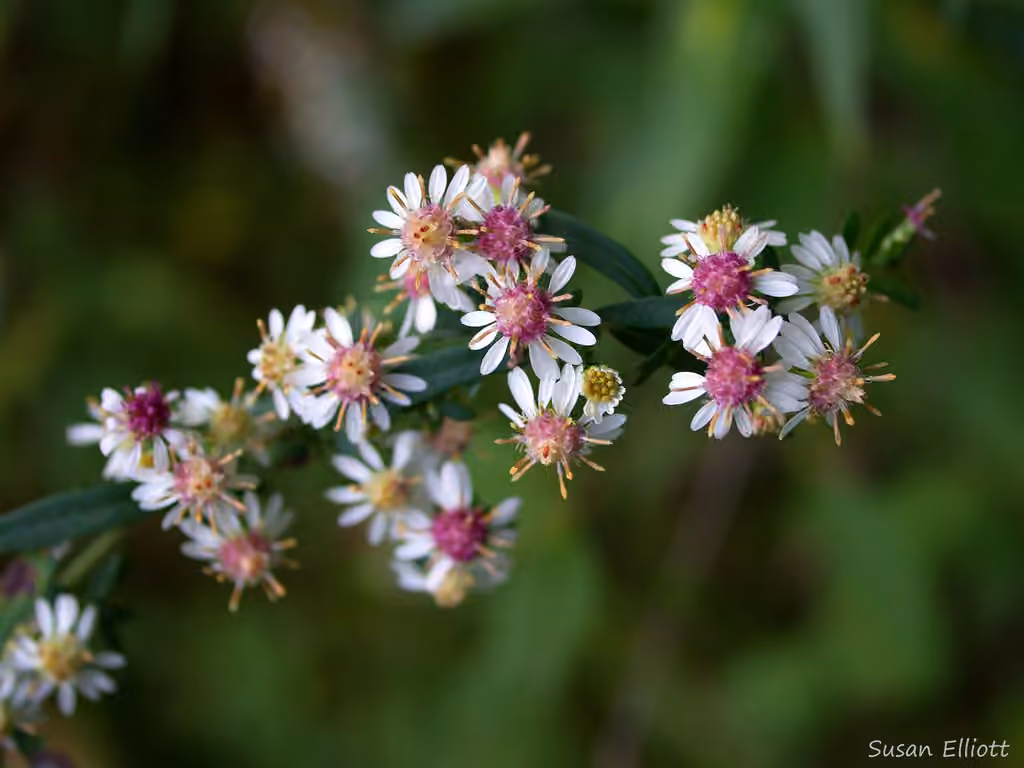 Aster latériflore, En fleurs
