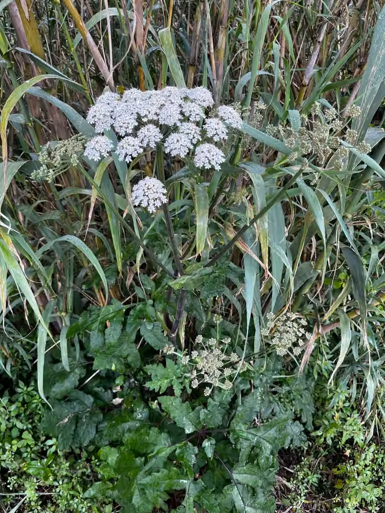 Berce commune, En fleurs