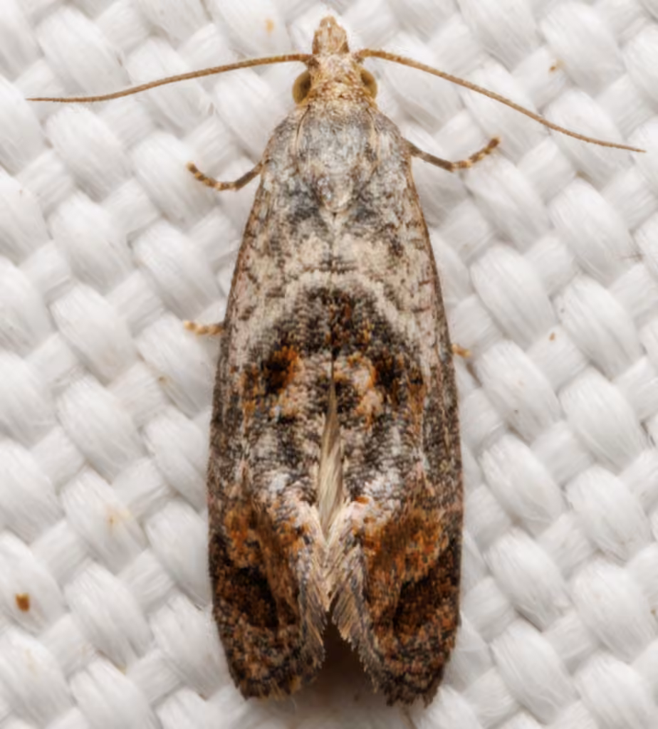 Cochylichroa temerana, Adult