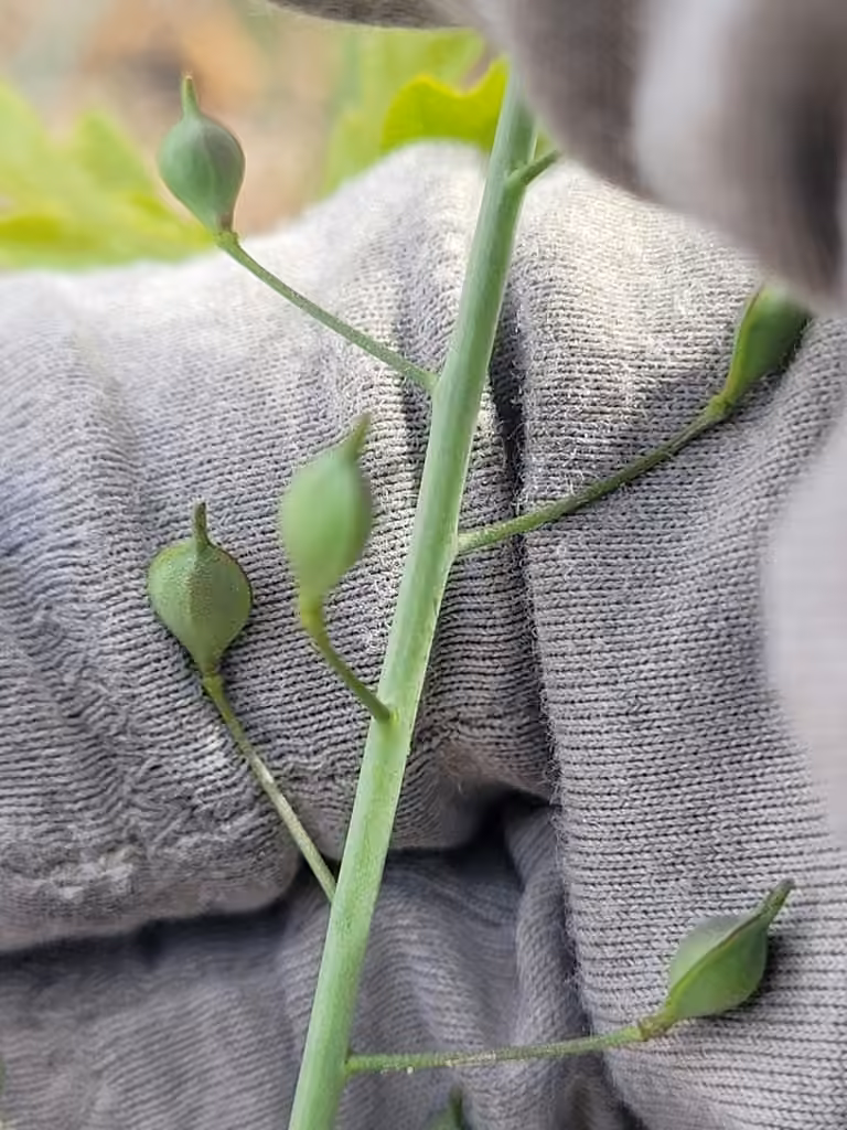 Caméline à petits fruits, En boutons