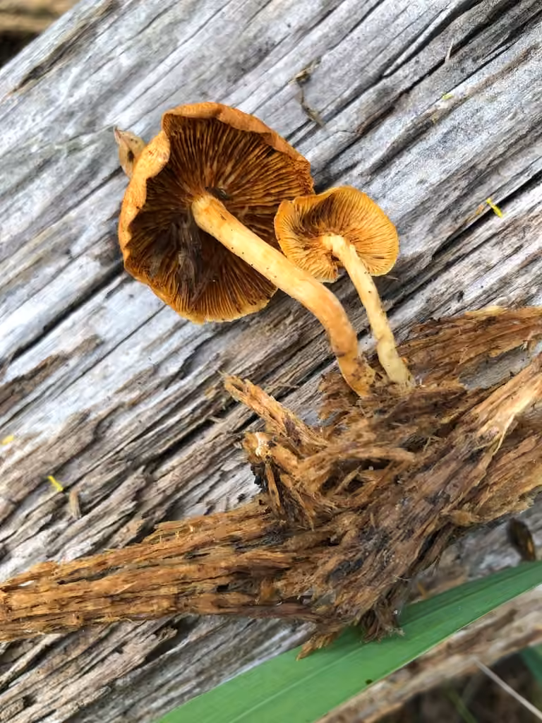 Gymnopilus hybridus, photo 2 of 5
