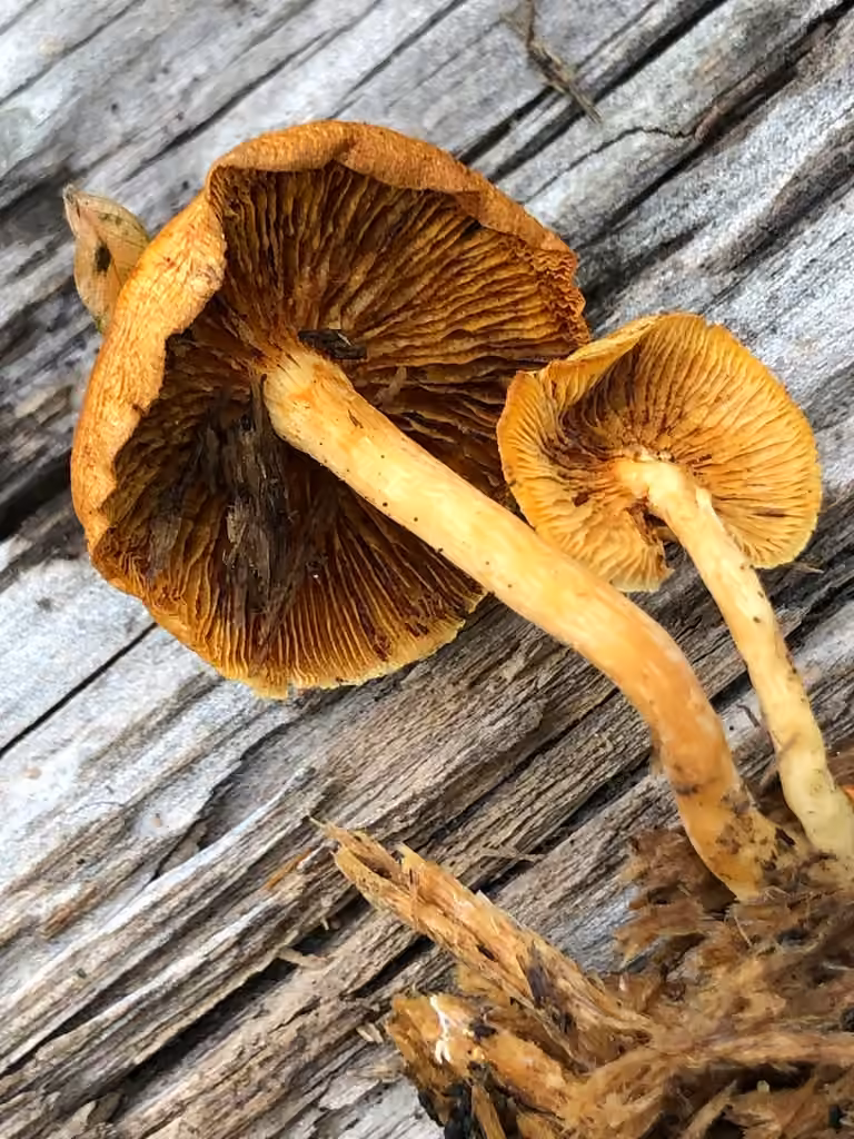 Gymnopile jaune pâle, photo 3 sur 5