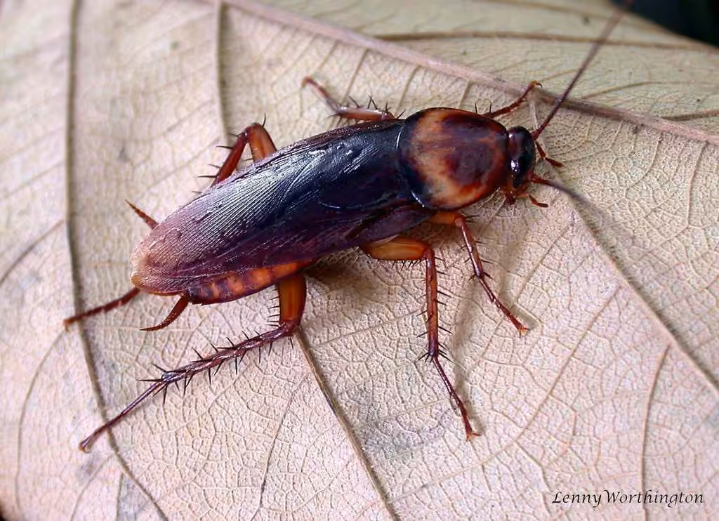Blatte américaine