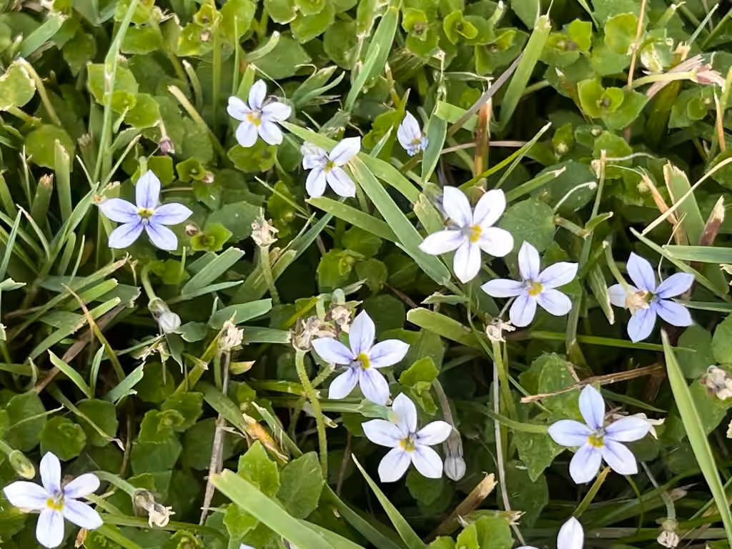 Lobélie pédonculée, En fleurs