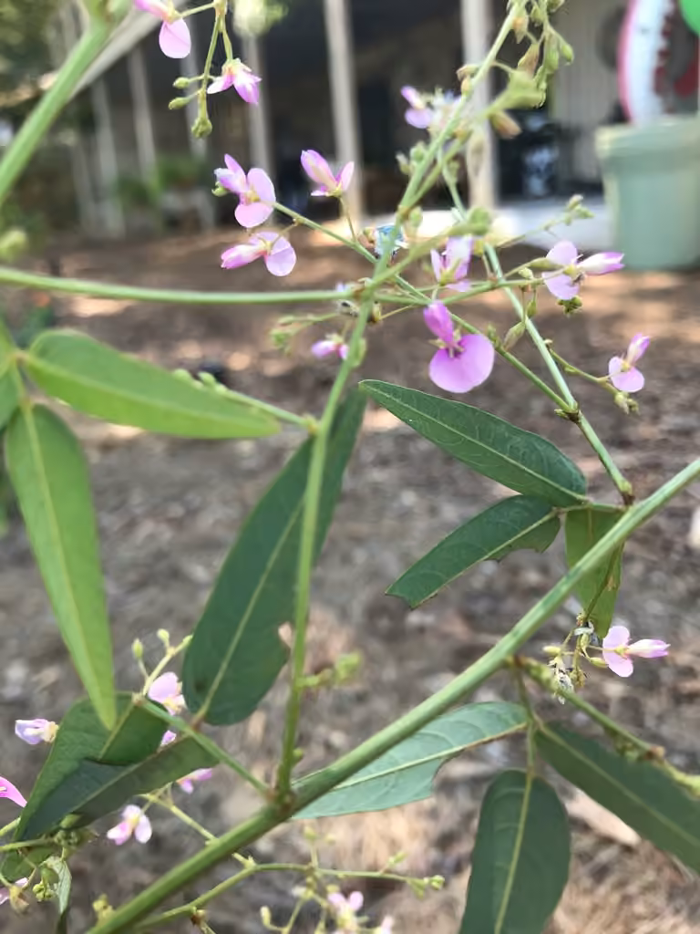 Panicledleaf ticktrefoil, Flower buds