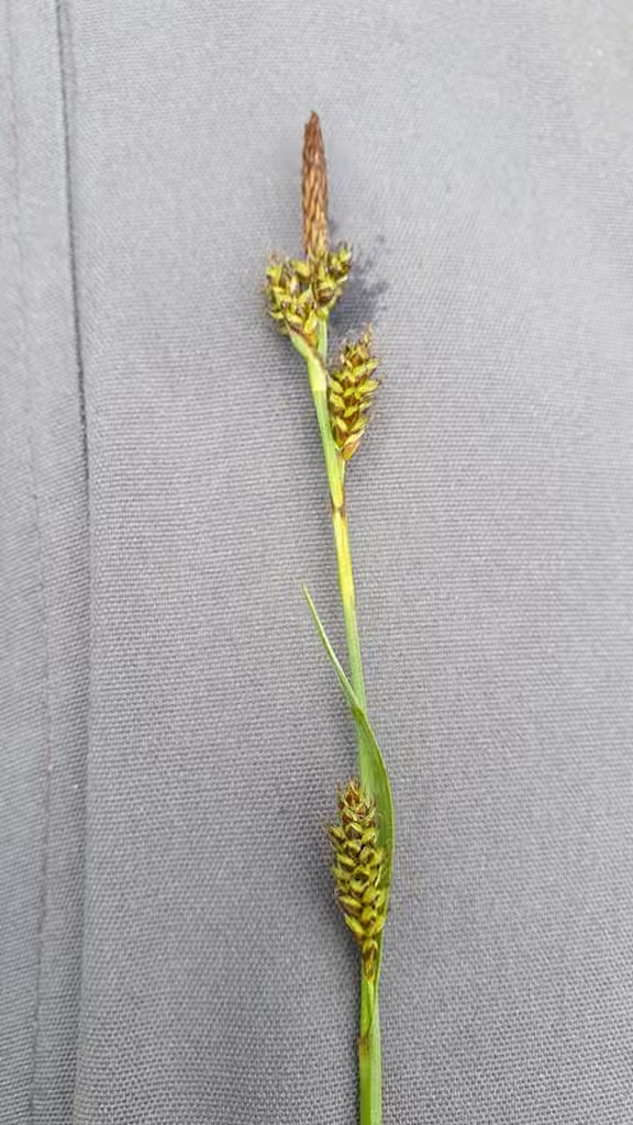 Carex de Host, En fleurs