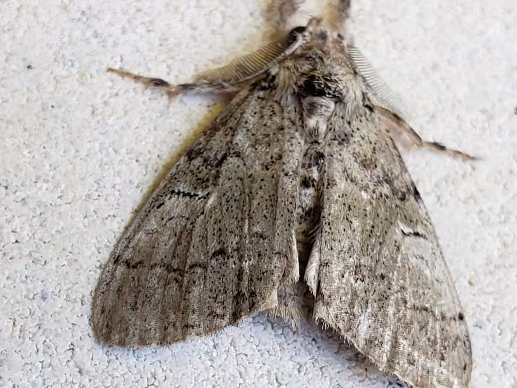 Variable Tussock Moth, Mâle