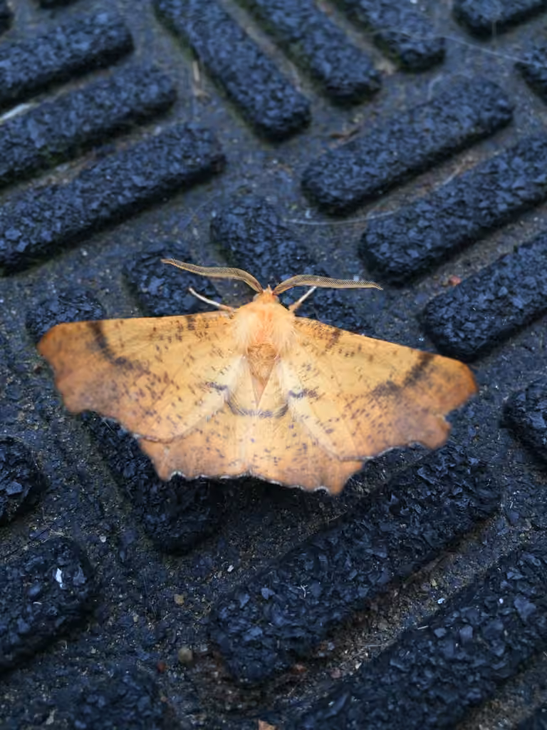 Maple Spanworm Moth, Male