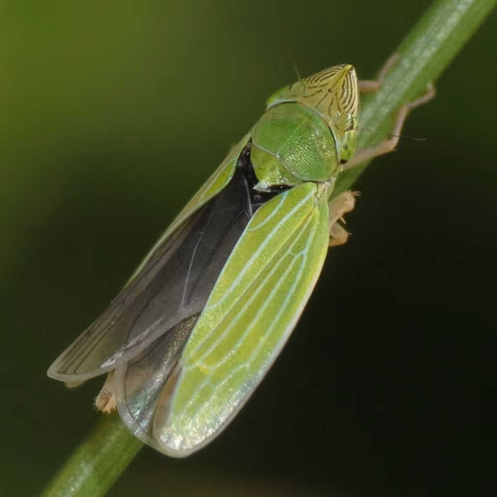 Draeculacephala crassicornis, photo 3 of 5