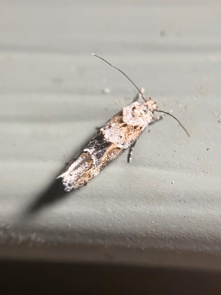 Mompha stellella, Adult