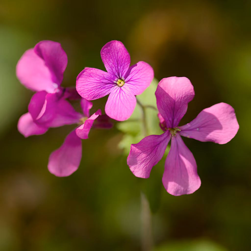 Annual honesty, photo 1 of 5