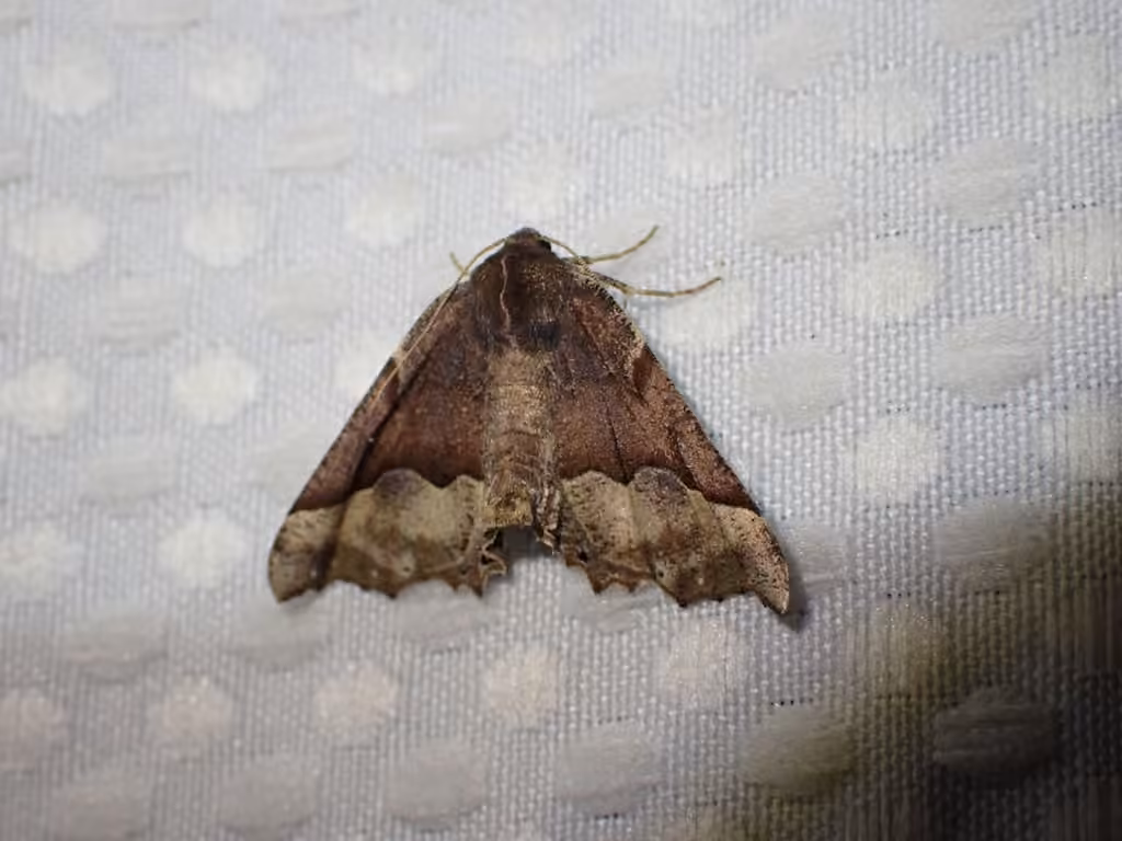 Hübner's Pero Moth, Adulte