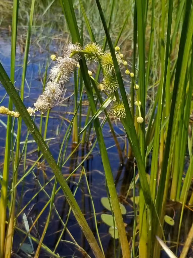 Branched burreed, photo 1 of 5