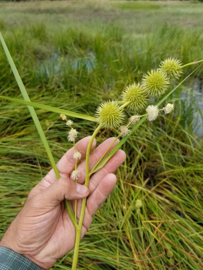 Branched burreed, photo 3 of 5