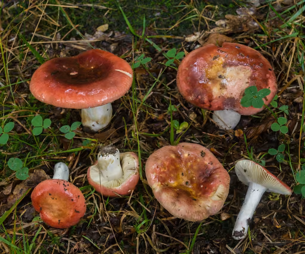 Russule malodorante, photo 2 sur 5