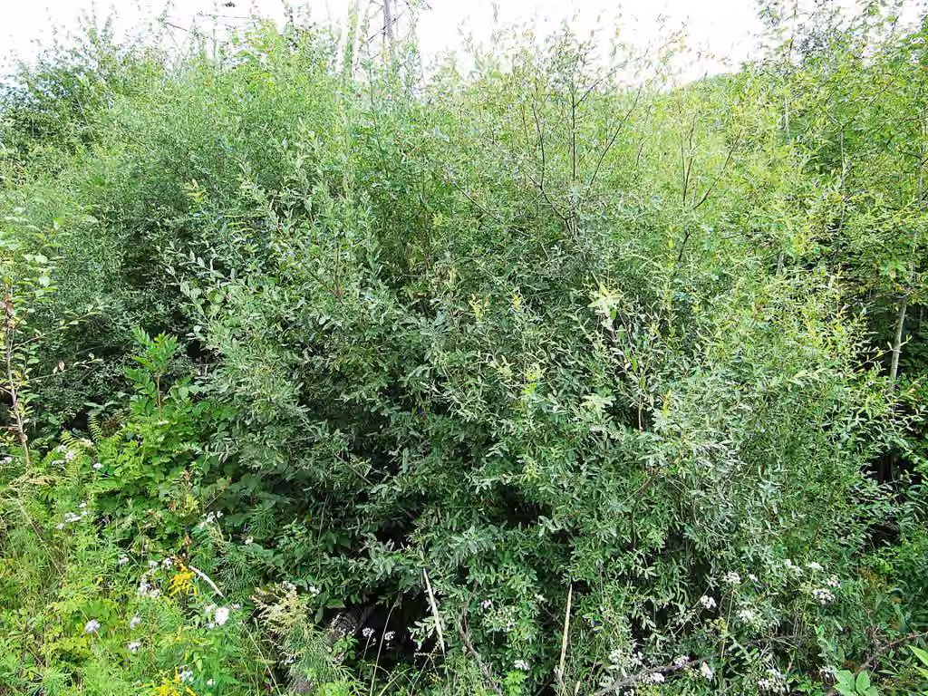 Dappled willow, photo 3 of 5