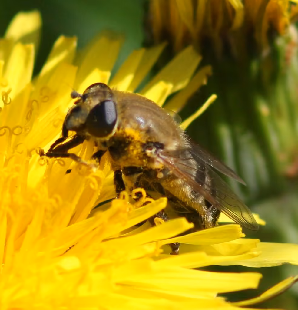 Dimorphic Sickleleg, Female