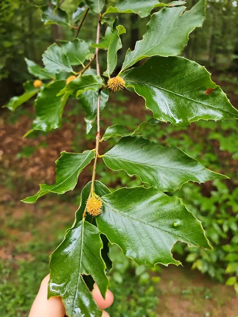 Hêtre commun, En fleurs