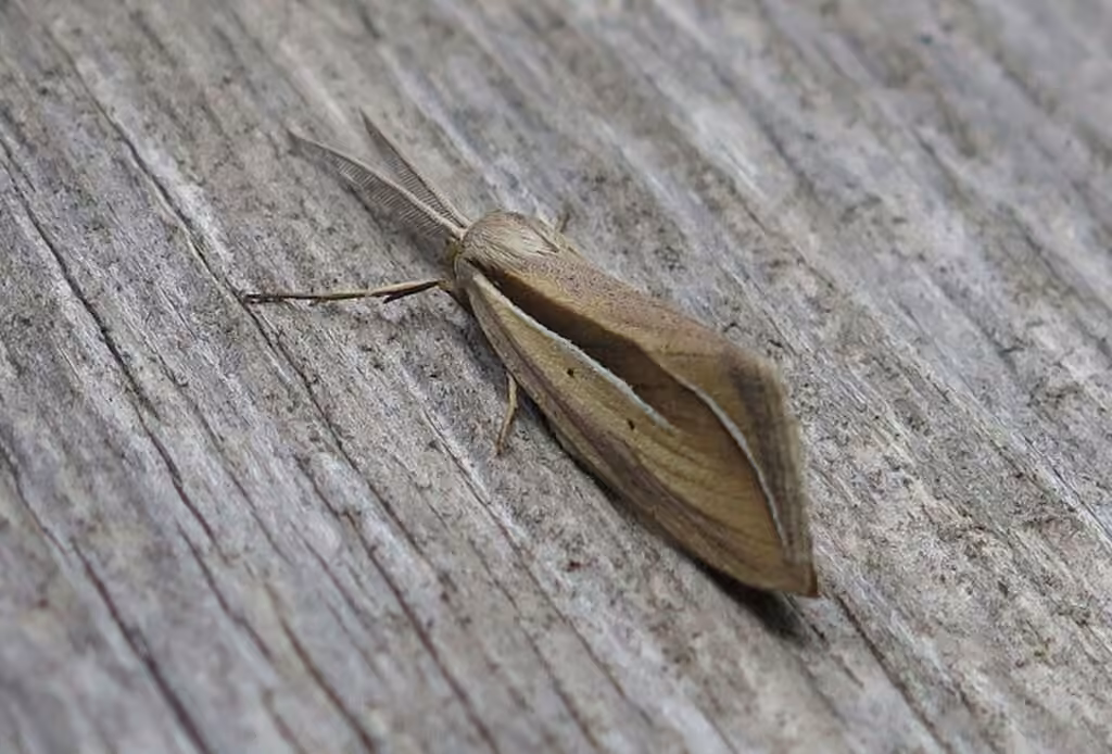 Dull Doryodes Moth, Adulte