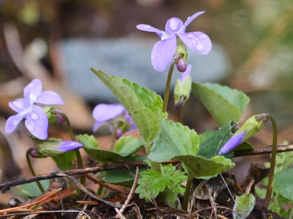 Violette septentrionale, En boutons