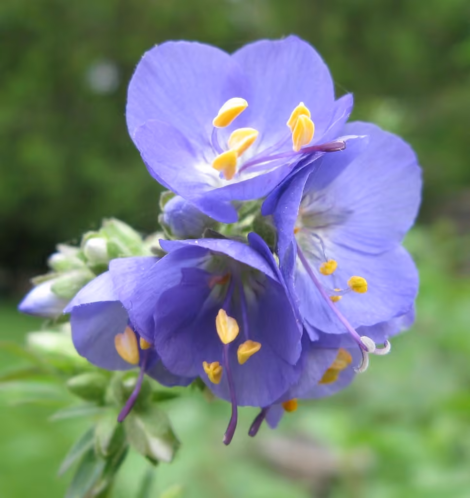 Charity, Flower buds
