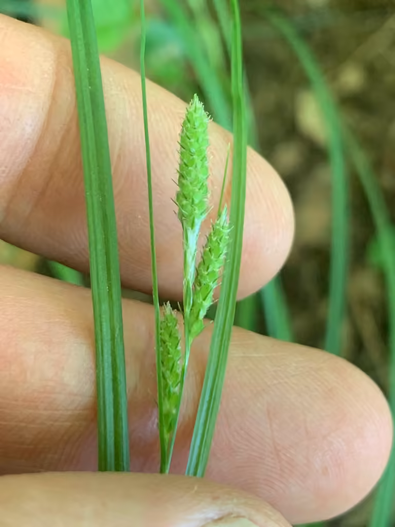 Carex virescent, En fruits