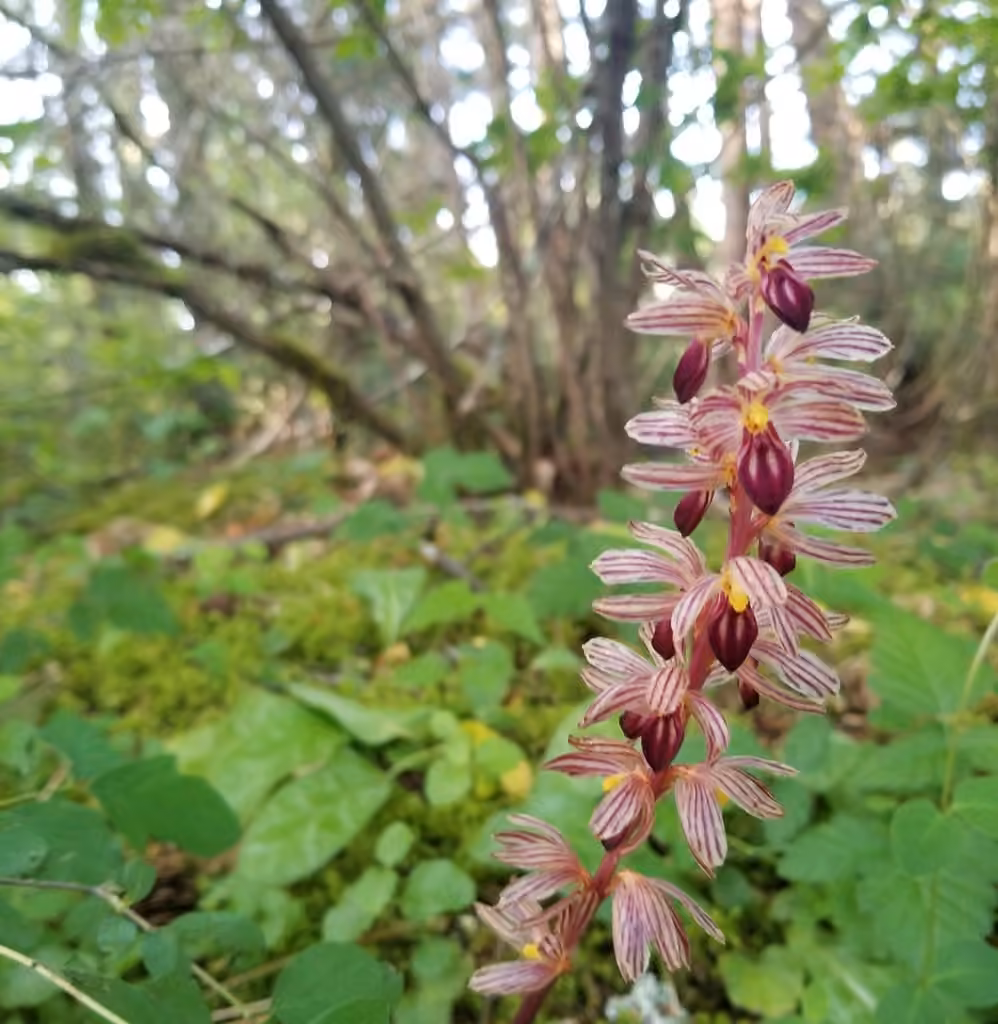 Hooded coralroot, In flower