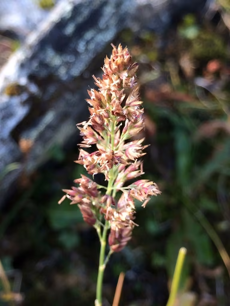 Lapland reedgrass, In flower