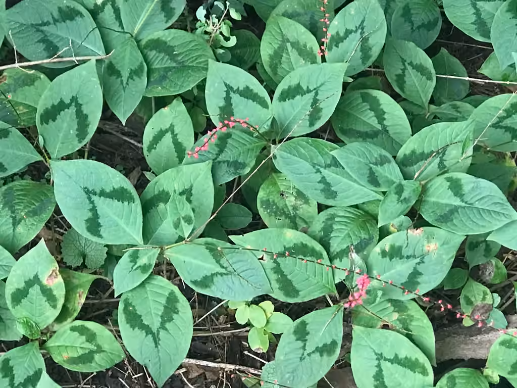 Asian jumpseed, photo 1 sur 5