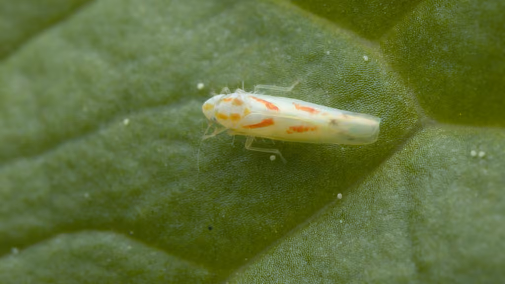 Dikrella cruentata, Adult