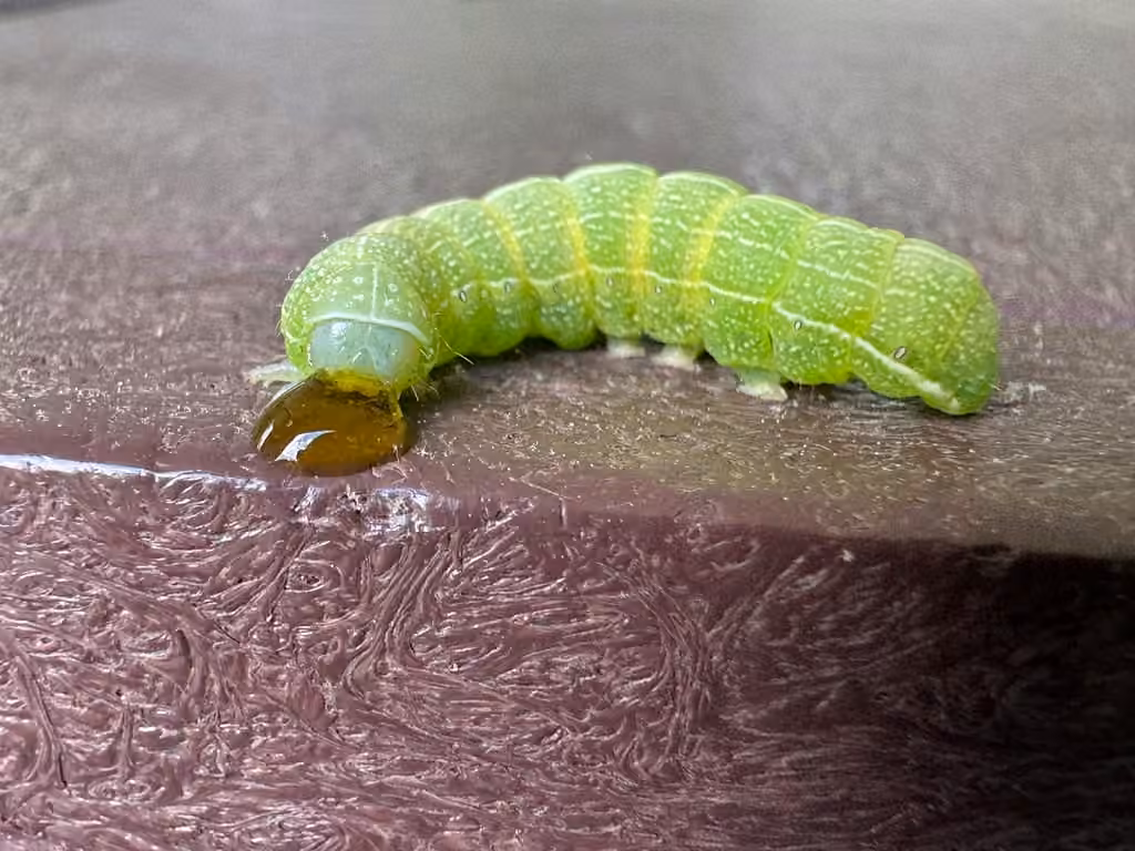 Orthosie verte, Chenille