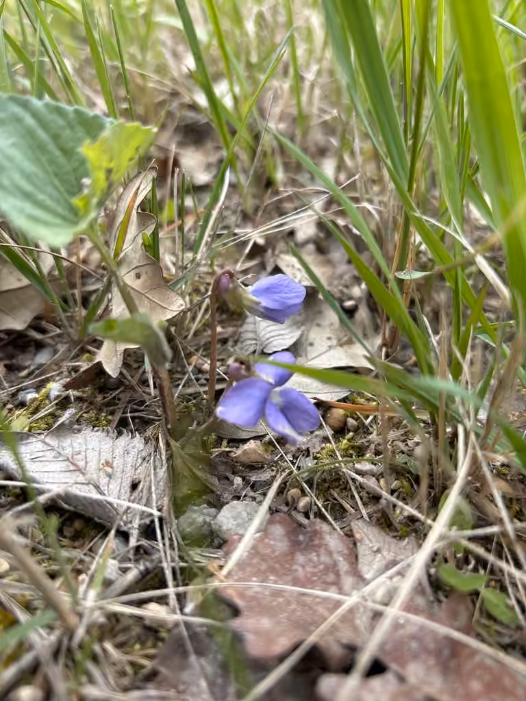 Common blue violet, In flower