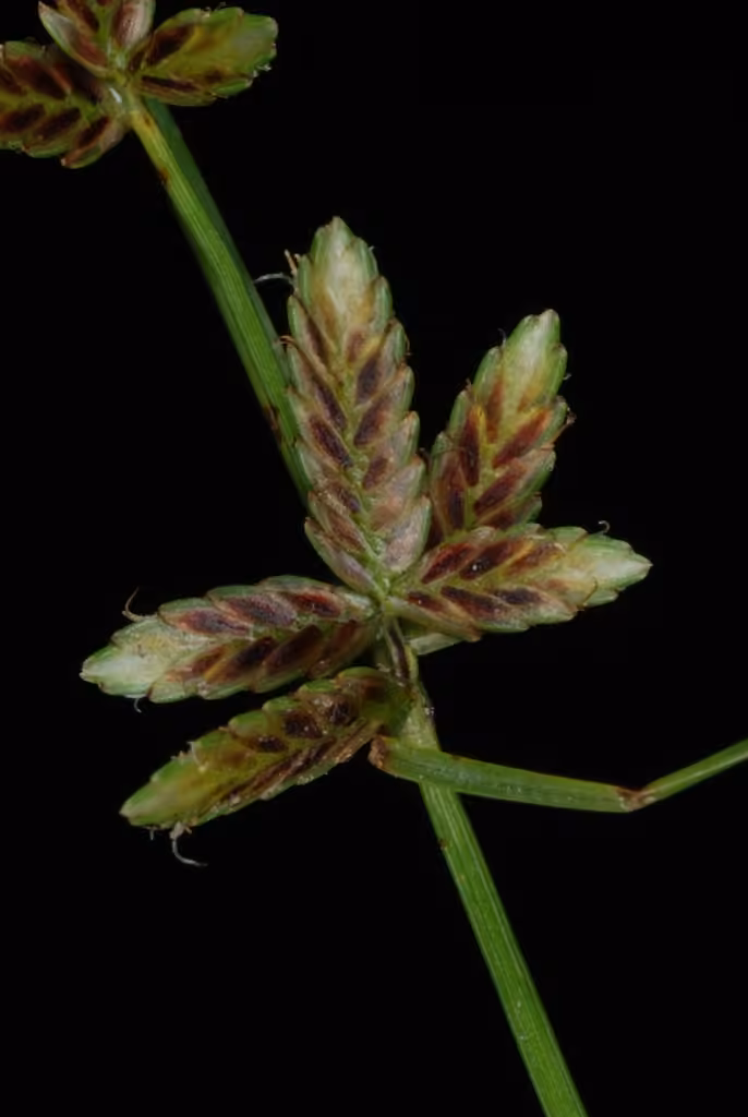 Brook flatsedge, In flower