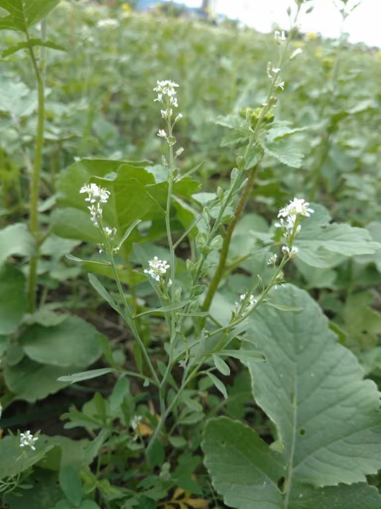 Cresson alénois, En fleurs