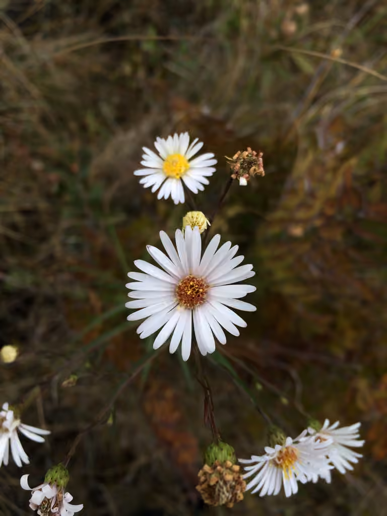 Aster boréal, En fleurs