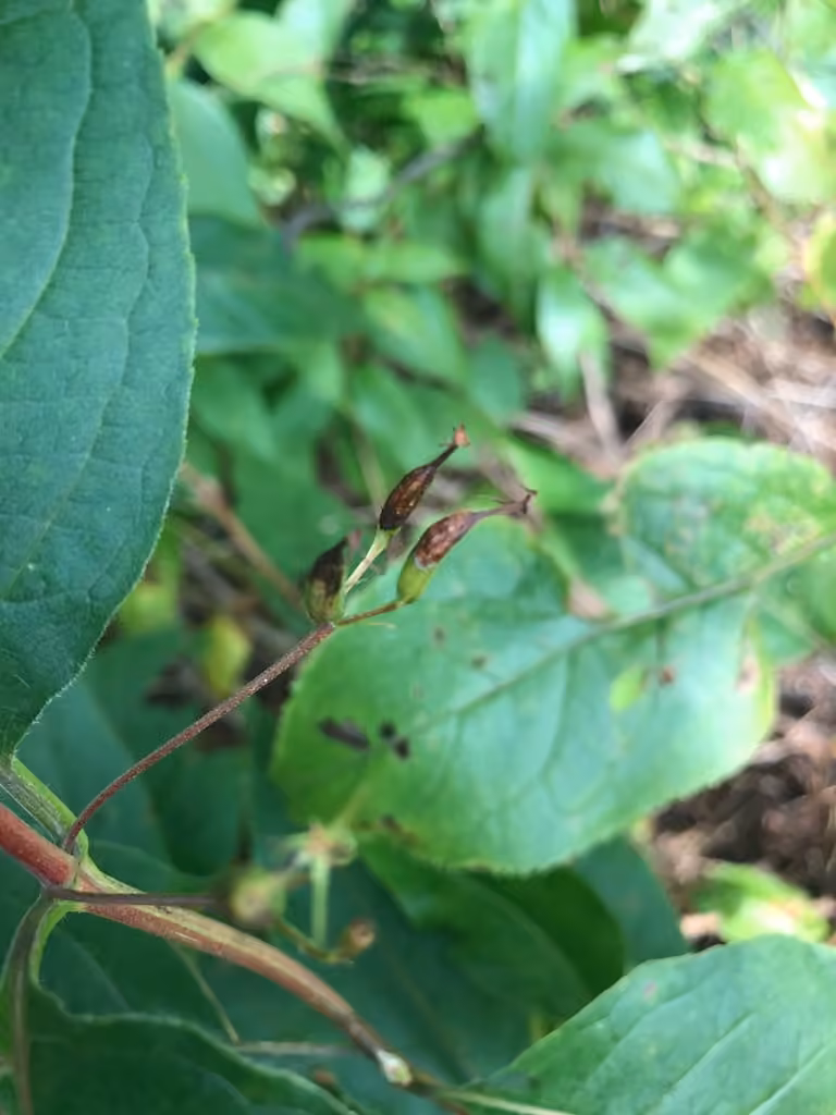 Dièreville chèvrefeuille, En fruits